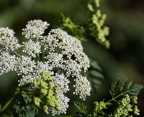 Hemlock Tree With White Flowers | atelier-yuwa.ciao.jp