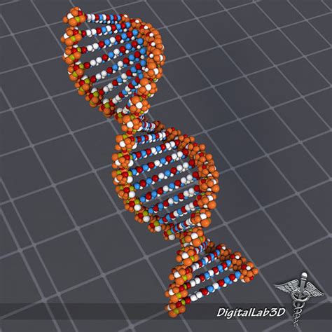 DNA structure 3D model | CGTrader