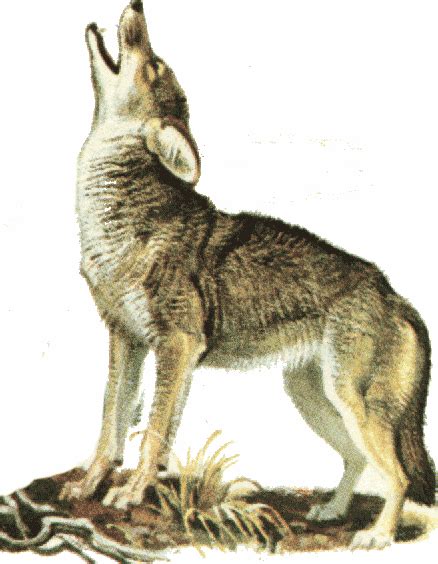 howling coyote howl clipart - Clip Art Library