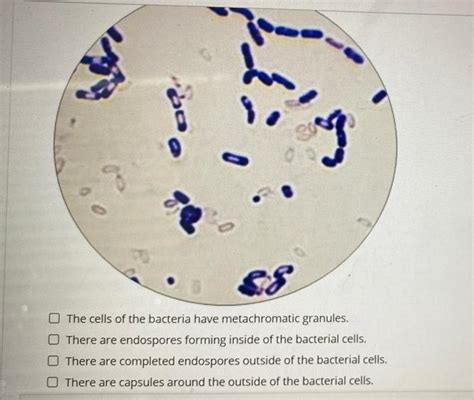 Solved of The cells of the bacteria have metachromatic | Chegg.com