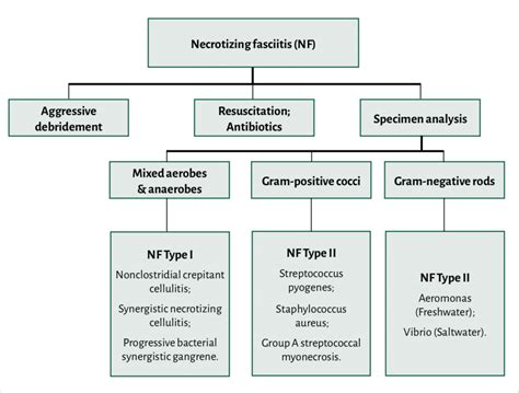 Management and Classification of Necrotizing Fasciitis. | Download Scientific Diagram