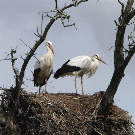 White Stork | BTO - British Trust for Ornithology