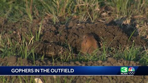 'It's unplayable': Gopher infestation creates big problems for Sacramento high school baseball ...