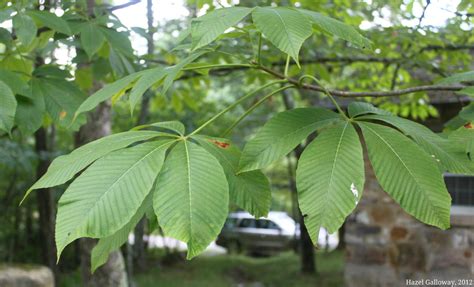 ohio buckeye tree leaves - Zetta Fairchild