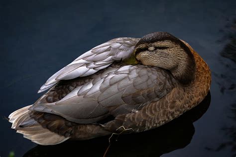 This squash looks like a sleeping duck. : r/mildlyinteresting