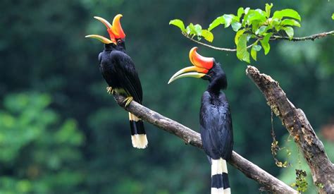 Borneo wildlife: what to see on holiday