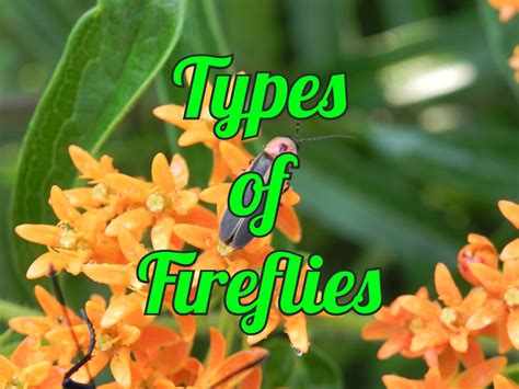 15 Types Of Fireflies in the United States (with Pictures)