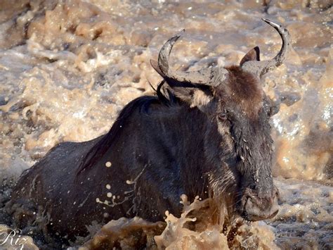 Wildebeest crossing a river in Maasai Mara | Smithsonian Photo Contest ...