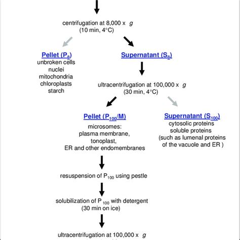 Microsomal membrane isolation by differential centrifugation from ...