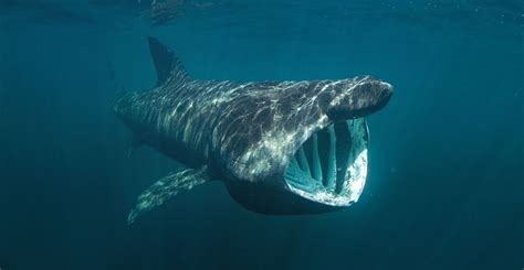 Basking shark (Cetorhinus maximus) | Natural History Museum