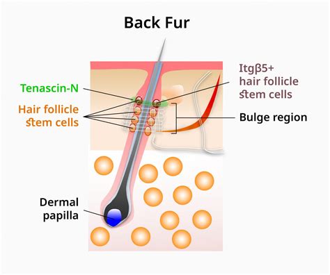 Hair follicle stem cells impor [IMAGE] | EurekAlert! Science News Releases