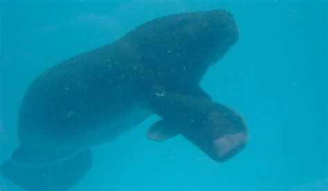 West Indian Manatee - Facts, Information & Habitat