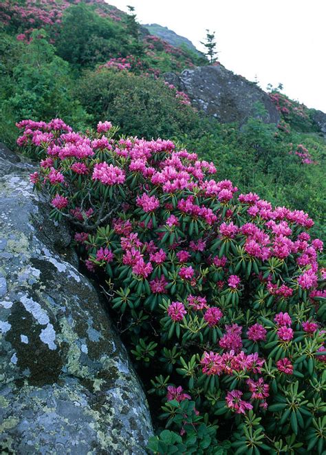 Catawba Rhododendron Photograph by Kenneth Murray - Fine Art America