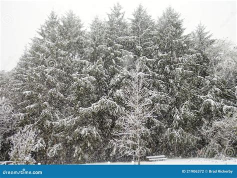 First Snow of Winter stock photo. Image of forest, shutter - 21906372