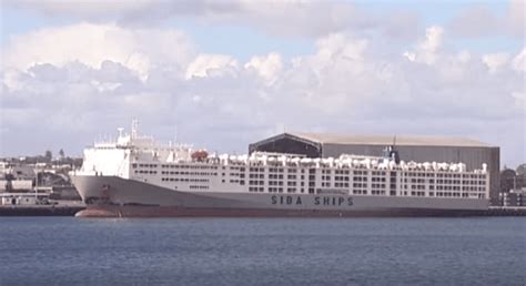 MV Becrux : The Largest Livestock Carrier in the World