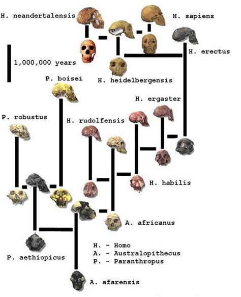 Hominin Phylogenetic Tree for Paleoanthropology. | Human evolution ...