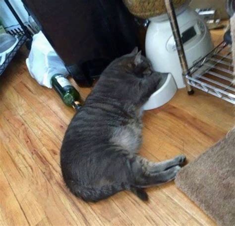 Funny Cats in Funny Sleeping Positions (30+ Pics)