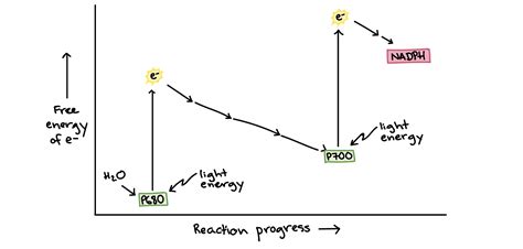 Light Reactions Diagram