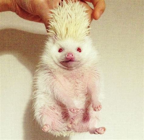 Meet Japan’s adorable albino hedgehog