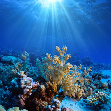 5 Master Level Underwater Photography Tips | Shutterstock