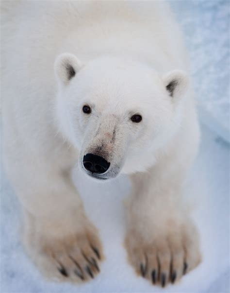 polar bear up close | maryannenelson | Flickr