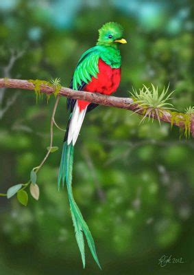 El Quetzal, Ave Nacional de Guatemala | Aprende Guatemala.com