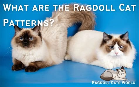 Ragdoll Cat Patterns: What Ragdolls Look Like - Ragdoll Cats World