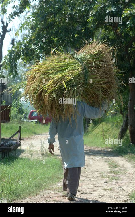 Rice farmer, India Stock Photo - Alamy