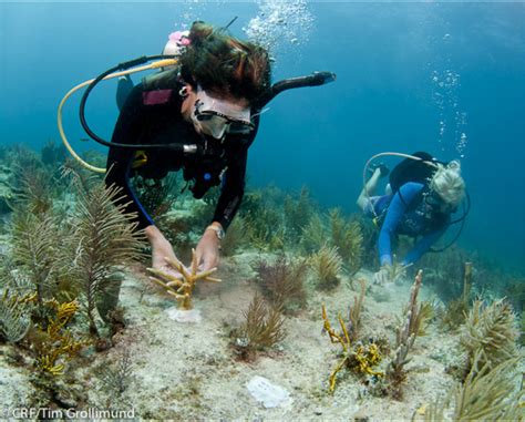 How is coral restoration going ? — Part 1: Methods for coral ...