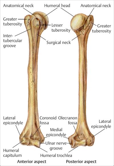 Fractures of the Humerus | Musculoskeletal Key