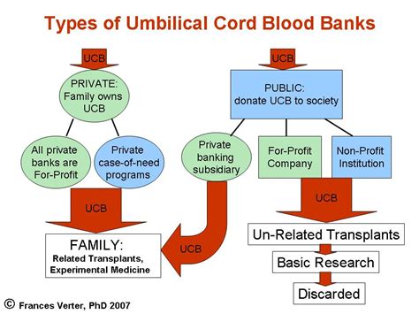 10 Berita Terbaru: The Basic of Cord Blood Banking