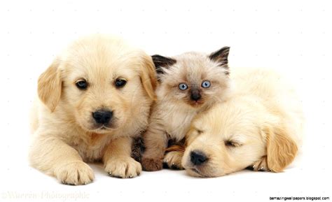 Cute Baby Kittens And Puppies Together - diadtocsucmoi: cute puppies and kittens together ...