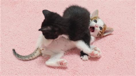 What Happens When Two Kittens Fight With Each Other - YouTube