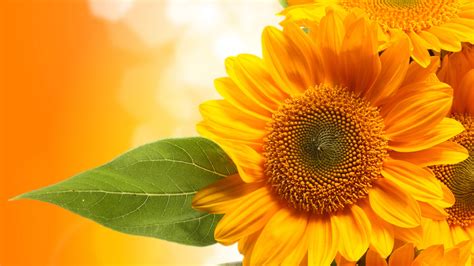 Closeup Photo Of Dark Yellow Sunflowers 4K 5K HD Flowers Wallpapers ...