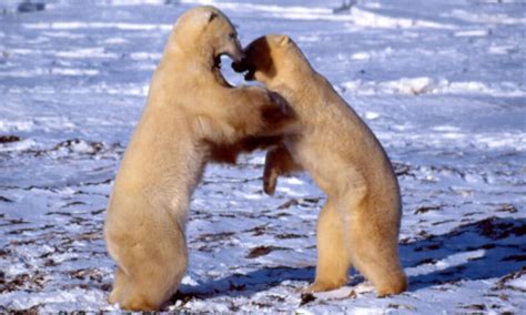 Decoding Polar Bear Behavior | Blog Posts | WWF