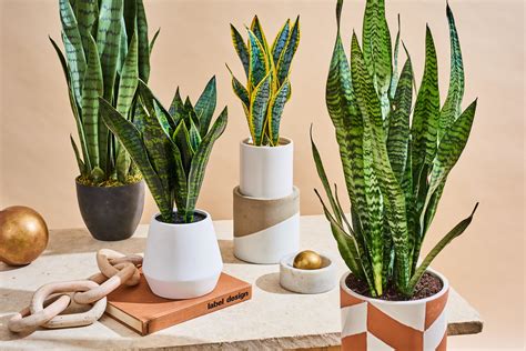 Ultimate Guide to Snake Plant Care (Dracaena trifasciata) - Best Art Zone