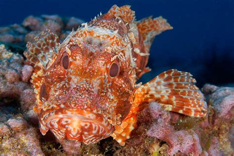 Scorpion Fish