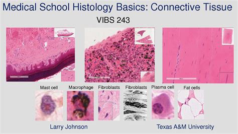 SOLUTION: 6 medical school histology basics connective tissue ...