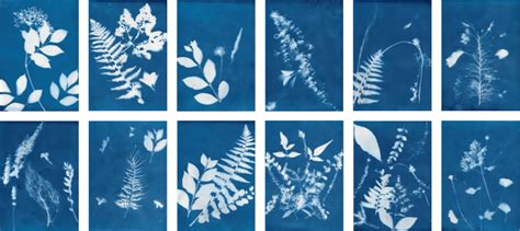 Coated Cyanotype Paper - Cyanotype UK