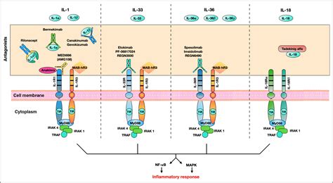 Therapeutic potential of targeting interleukin‐1 family cytokines in ...