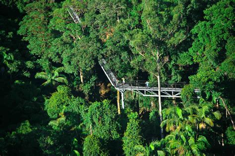 Tamborine Rainforest Skywalk / Tamborine Mountain is a 28 square ...