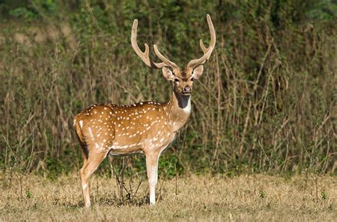 Spotted Deer Axis Axis In A Forest Photograph by Panoramic Images