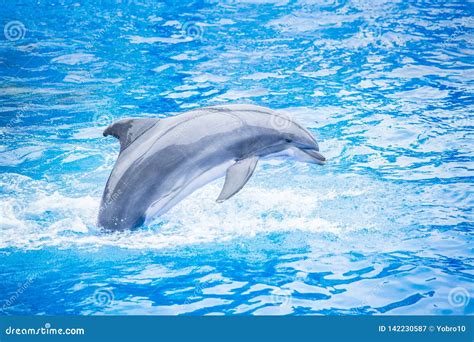 410 Bottlenose Dolphin Jumping Out Water Photos - Free & Royalty-Free Stock Photos from Dreamstime