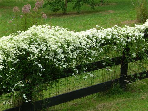 More Love for Native Vines | Clematis, Native plant gardening, Autumn clematis