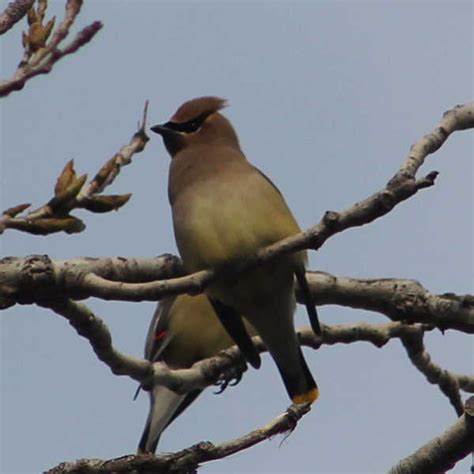 Cedar Waxwings In A Migrating Flock - GJM Nature Media