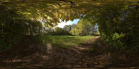 HDRI 360 forrest in autumn II | Openfootage