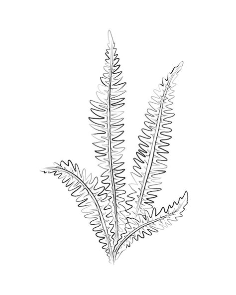 Premium Vector | Line drawing fern plant black sketch Exotic plant with ...