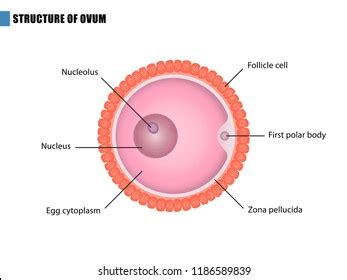 Human Egg Ovum Structure Health Education Stock Vector (Royalty Free ...