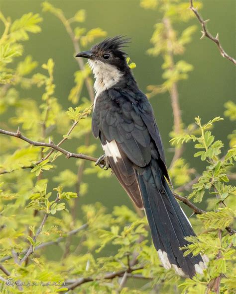 Jacobin cuckoo | Birds of australia, Pretty birds, Beautiful birds