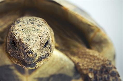 A Guide to Caring for Greek Tortoises as Pets